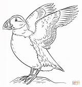 Puffin Coloring Pages Draw Drawing Atlantic Puffins Supercoloring Bird Outline Drawings Tutorials Step Beginners Printable Adult Popular Results Categories sketch template