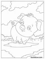 Pigs Mud sketch template
