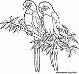 Coloriage Branche Perroquets Perroquet sketch template
