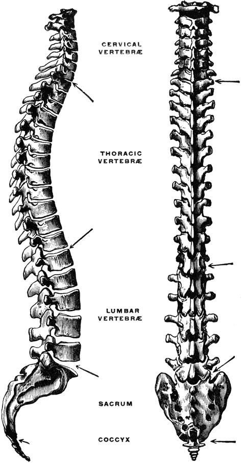 human spine vertebrae