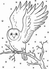 Winter Coloring Owl Pages Printable Animals Bird Nocturnal Drawing Categories sketch template