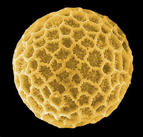 pollen grain photograph  pascal goetgheluckscience photo library