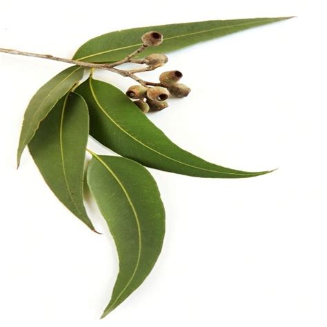 eucalyptus leaves  rs kilogram eucalyptus leaves  madurai id