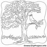 Baum Vogel Ausmalbild Malvorlage Malvorlagenkostenlos Ausmalen Bäume sketch template