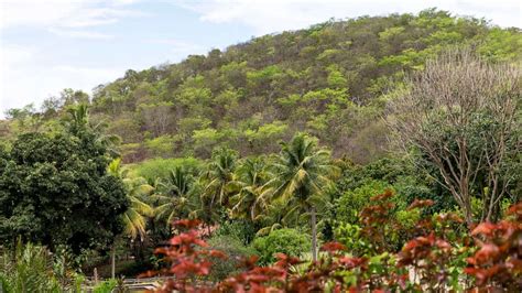 forests  brazil emitting  carbon   absorb due  climate
