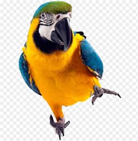 macaw parrot in spanish