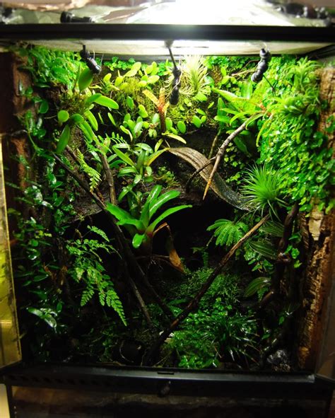 vivarium vivarium reptile terrarium vivarium ideas reverasite