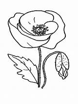 Poppy Coloring Pages Flower Red Printable Flowers Drawing Color Print Clipart Recommended Getcolorings Popular Getdrawings Library Desenho Papoula Collection sketch template