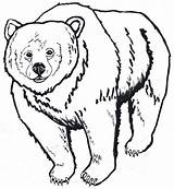 Bear Outline Grizzly Drawing Clipart Brown Head American Coloring Pages Polar Animal Kids Native Bears Drawings Cartoon Cool Printable Color sketch template