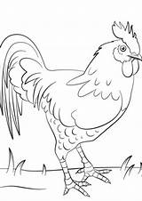 Chicken Coloring Pages Print Easy Printable Choose Board sketch template