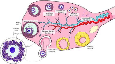 anatomy   ovary   mature antral follicle  oocyte