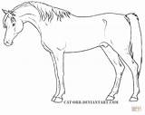 Horses Paard Shire Kleurplaat Kleurplatenl sketch template
