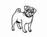 Pug Coloring Dog Pages Colorear Perfect Coloringcrew Dude Dogs Book Template sketch template