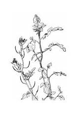 Nasturtium Coloring Watercress Tropaeolum Majus Garden sketch template