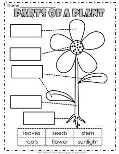 image result  parts   plant worksheets material escolar en