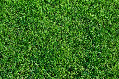 4 Types Of Grasses Well Suited To Wichita Lawns Reddi