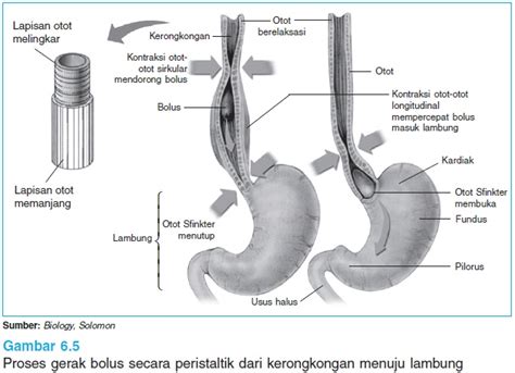 dian husada anatomi sistem pencernaan anatomi mulut  esofagus