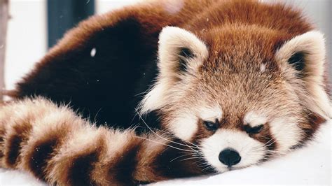 cute baby red pandas wallpapers top  cute baby red pandas backgrounds wallpaperaccess