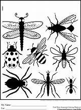 Coloring Pages Bug Insect Bugs Print Printable Preschool Insects Color Kids Printables Outline Silhouette Coloriage Insekten Insecte Getdrawings Getcolorings Choose sketch template