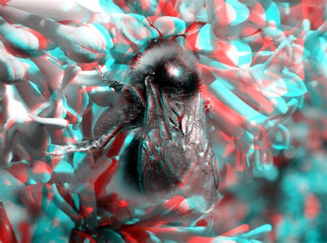 bee lumix modified h ft012 10 3d macro anaglyph stereo re… flickr