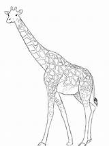 Giraffe Draw Drawing Line Drawings Outline Face Easy Cartoon Head Simple Realistic Animal Paper Cartoons Giraffes Central Pencil Step Cliparts sketch template