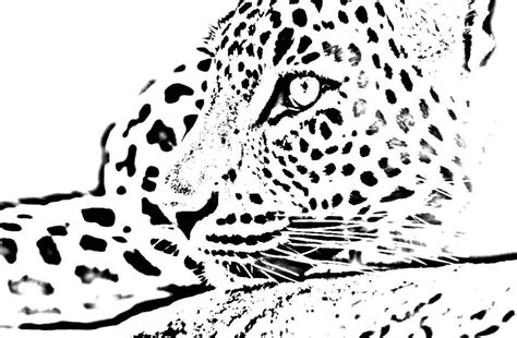 leopard coloring pagejpg  coloring pages pinterest