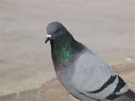 pigeon  stock  rgbstock  stock images lusi march