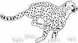 Cheetah Guepardo Correndo Colorear Colouring Leopardo Everfreecoloring Dibujosonline Categorias sketch template