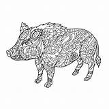 Wild Coloring Boar Illustration Animal Style Dreamstime Doodle Zentangle Anti Forest Adult Book Illustrations Vectors sketch template