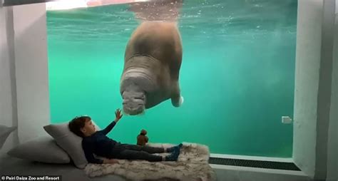 belgian zoo opens suite  views   walrus tank lifestylenewsonlinecom