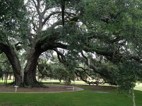 caring   oak trees hgtv