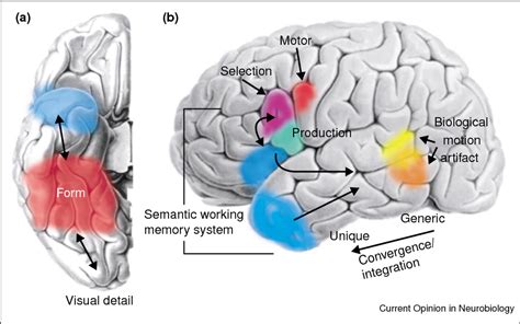 figure   semantic memory   brain structure  processes