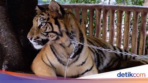 Setop Perburuan Harimau Sumatera Di Aceh Tinggal 250 Ekor