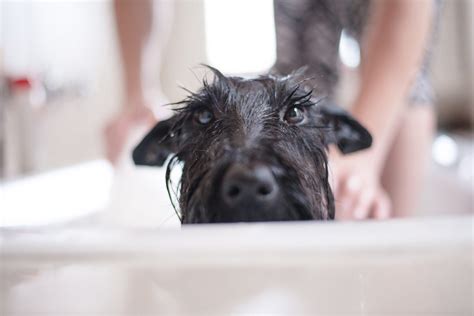 Tierärzte Warnen Vor Tiktok Trend Hunde Nicht Mit Lila Shampoo Waschen