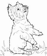 Terrier Highland Yorkie Westie Kolorowanki Manatee Kleurplaat Kolorowanka Poodle Ausmalbild Hunde Zeichnen Druku Supercoloring Vizsla Categorieën Colorat sketch template