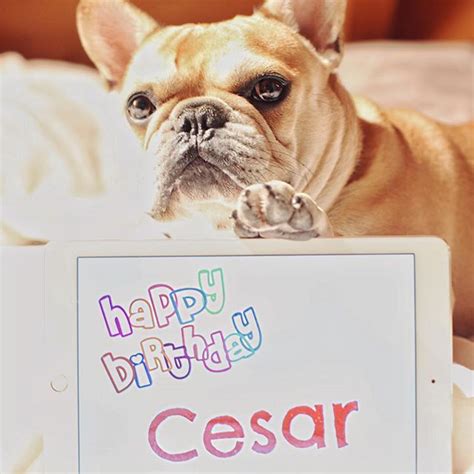 happy birthday cesar french bulldog batpig french bulldog cesar