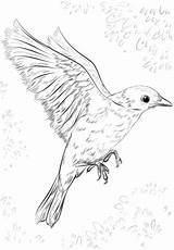 Bluebird Cuckoo Flying Oiseau Volando Supercoloring Dessiner Azulejo sketch template