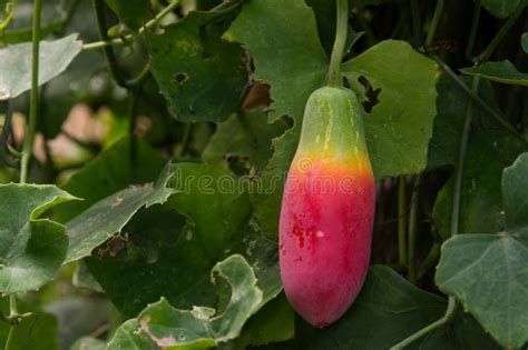 Ivy Gourd Scientific Name Coccinia Grandis Stock Image Image Of