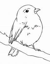 Robin Coloring Bird Pages Songbird Printable Color Designlooter Songbirds 66kb 1275 Filme Gratis sketch template