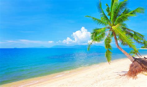 sfondi del desktop spiaggia mare natura palme orizzonte