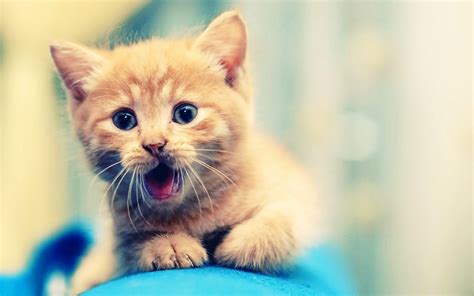 🔥 Download Cute Kitten Wallpaper Hd By Scottk36 Kittens Wallpapers