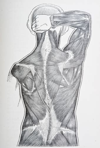 Ilustración De Músculos De La Espalda Y Más Vectores Libres De Derechos