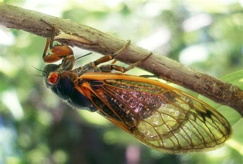 17 Year Cicadas Set To Invade The Northeast Fox News