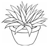 Aloe Vera Plants Coloring Template Pages sketch template