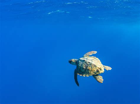 sea turtles  rogue eos