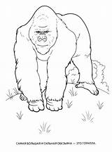 Gorila Scimmia Gorilas Macaco Animali Selvagens Selvatici Enorme Colorkid Salvajes Affen Riesiger Node sketch template