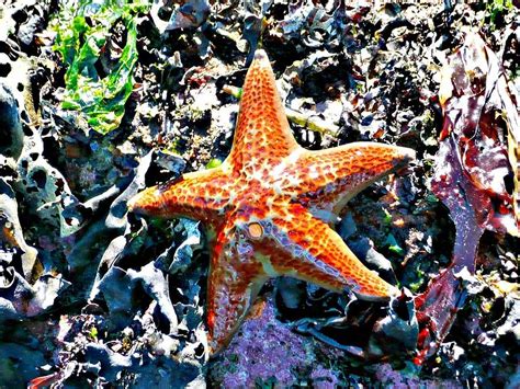 orange starfish photograph  rea gallery fine art america