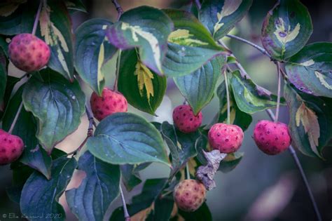 dogwood fruit ellie kennard