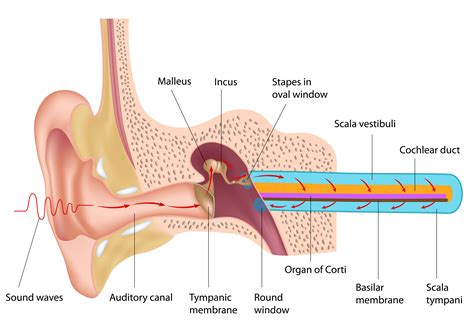 disorders   ear part   pa review  podcast