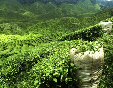 indias  tea plantation hotels greaves india